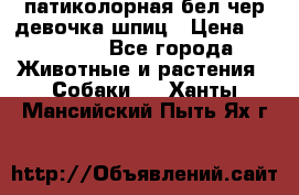 патиколорная бел/чер девочка шпиц › Цена ­ 15 000 - Все города Животные и растения » Собаки   . Ханты-Мансийский,Пыть-Ях г.
